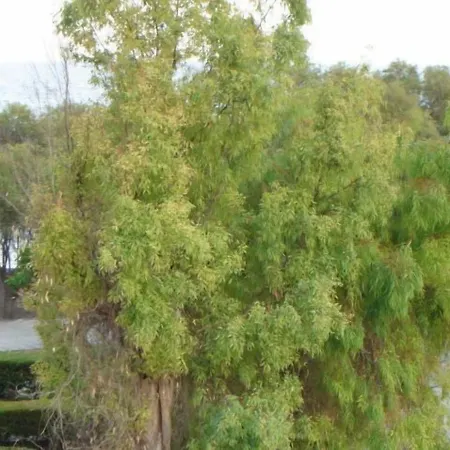 Pyrassos ゲストハウス Néa Ankhíalos